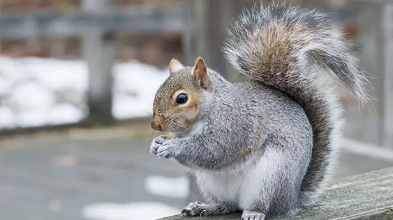 How Long Do Squirrels Live